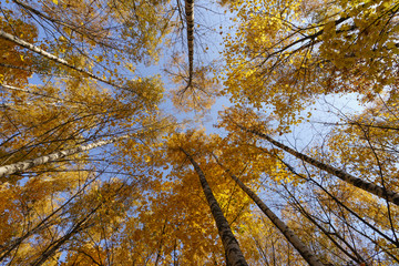 Fototapeta premium High blue autumn sky at the sunny day