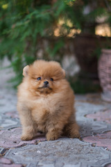 Pomeranian puppy decorative dog animals