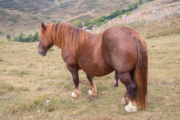 Brown horse wanting to procreate on the mountain