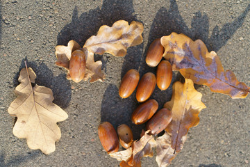 Golden leaves on the oak and acorns at the sunny autumn day