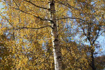Obraz premium Yellow autumn birch at the sunny day