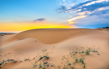 The sunset on the sand hill with the vitality of the grass bushes stretches out to survive in the wilderness as the miracle of life in the natural world.
