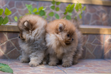 Pomeranian puppy decorative dog animals