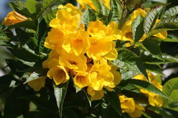 Yellow blooming Tecoma stans in Al Rumailah Park in Doha, Qatar