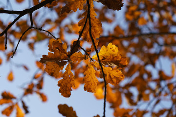 Golden leaves on the oak branches at the sunny autumn day