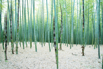 Young Bamboo forest, with some new bamboo shoots.