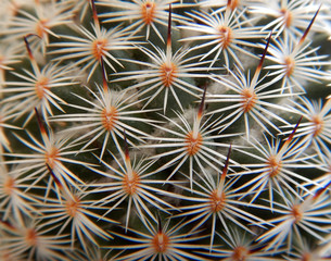 Globular Cactus macro, floral pattern, Lobivia famatimensis