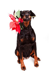 Sitting Dobermann with Poinsettia sprig, she has the spirit of giving at Christmas
