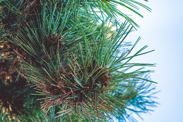  The branches of the Christmas tree. Blue sky. Green needles of pine.