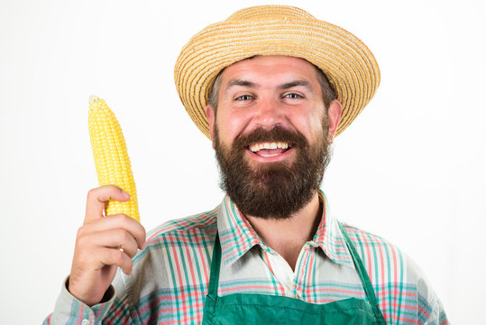 Farmer straw hat hold corncob vegetable. Fresh organic vegetable harvest. Man bearded presenting corncob or maize white background isolated. Hipster gardener wear apron hold vegetable