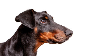 Profile of a natural eared dobermann bitch against a white background