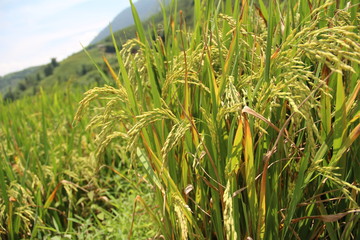 Rice field. Ear of paddy, close up.