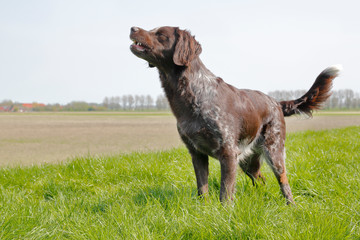 Münsterländer auf dem Deich