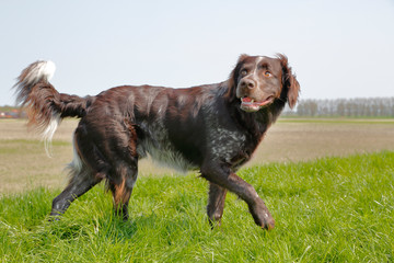 M&uuml;nsterl&auml;nder auf dem Deich