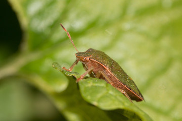 Green shield beetle