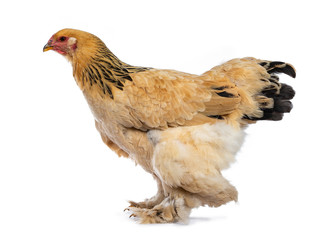 Young Brahma chicken standing / walking side ways looking straight ahead, isolated on white background