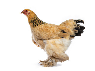 Young Brahma chicken standing / walking side ways looking straight ahead, isolated on white background