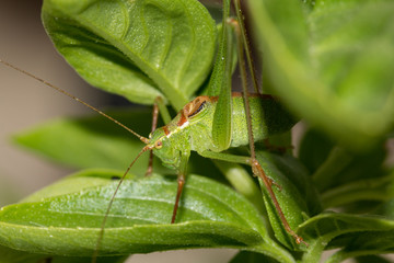 Speckled bush cricket nymph
