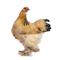 Young Brahma chicken standing side ways and head turned backwards, isolated on white background