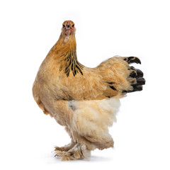 Young Brahma chicken standing side ways and head turned to camera, isolated on white background