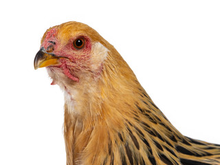 Head shot of young Brahma chicken  looking side ways beside camera, isolated on white background