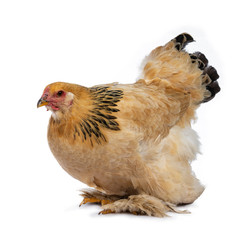 Young Brahma chicken sitting side ways and looking straight ahead, isolated on white background