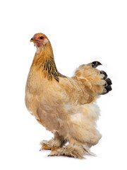 Young Brahma chicken standing side ways and looking straight ahead, isolated on white background
