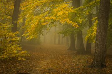 Obraz premium Autumn forest path. Fallen colorful leaves and fog. Very mystical atmosphere. Beautiful outdoor scene, typical seasonal view.