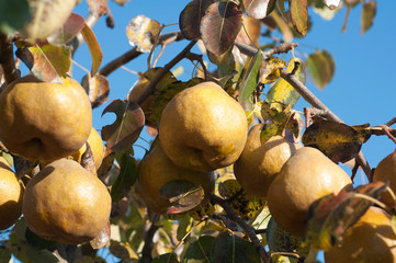 Груши на висят на ветвях дерева, на фоне яркого голубого неба, урожай который необходимо собрать в октябре.