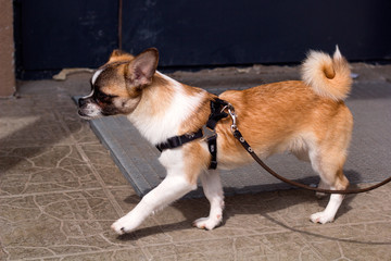 cute little dog with a leash on a walk