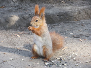 Squirrel