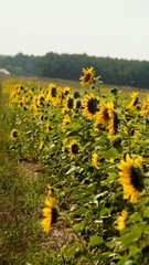 Kwiaty,Słoneczniki © Michal