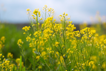 flowering field rapeseed