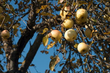 Осенние яблоки, последний урожай, желтые яблоки на...