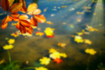 Autumn blurred background. Yellow leaves on river close up. Selective focus