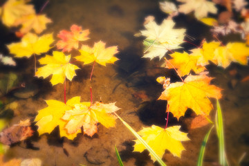 Autumn blurred background. Yellow leaves on river close up.