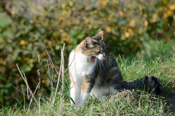 cat sitting in the garden and yawn