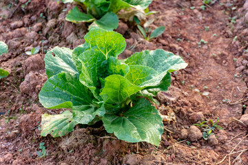 Cabbage grown on the farm land.