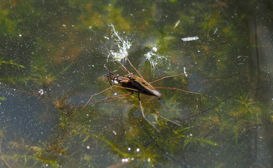 Bug waterbender at the water