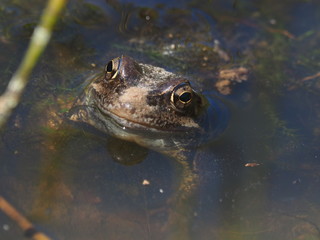 frog in the water. Summer