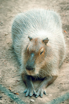 An animal capybar.