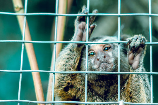 The monkey is behind bars. In a cage.