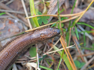 Slowworm in forest