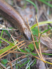 Slowworm in forest