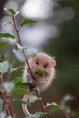 Fototapeten Cute little mouse © Anita