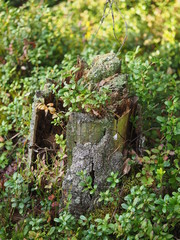old stumps in the forest