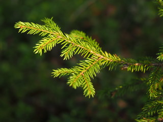 spruce branches in the forest