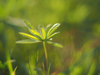 lupine leaves in the forest