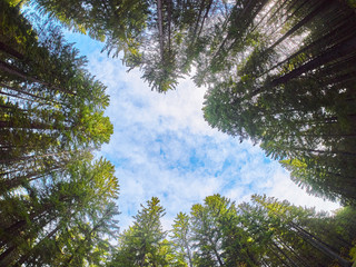 trees from the bottom up. Autumn forest