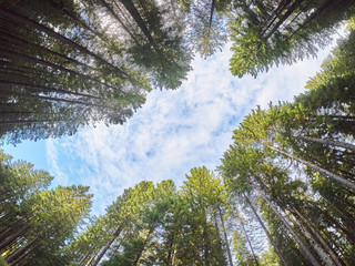 trees from the bottom up. Autumn forest